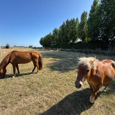 Poneys Camping Residentiel Ma Campagne